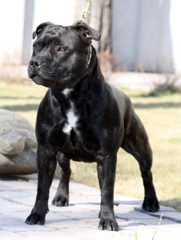 стаффордширский бультерьер